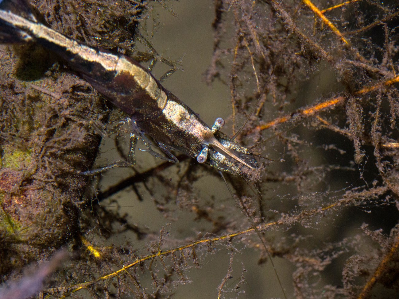 Small brown and tan shrimp perched on underwater vegetation.