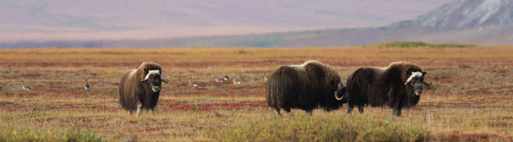 A small group of muskoxen graze on the tundra.