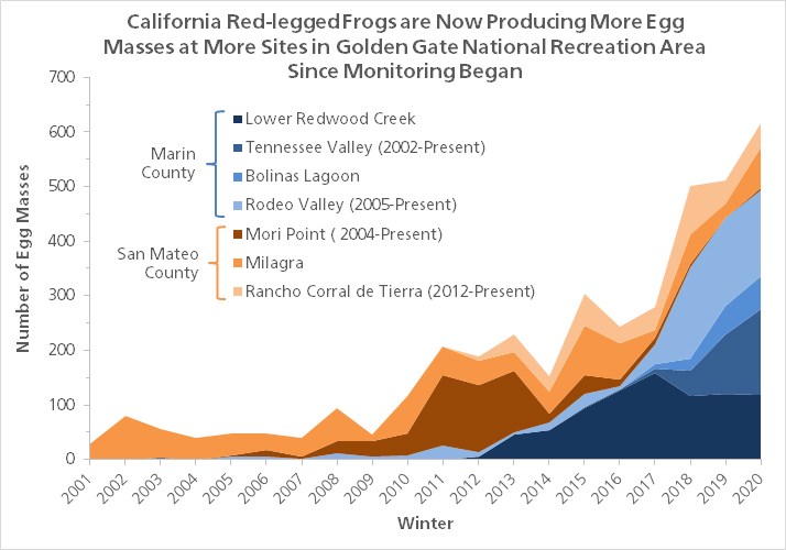 Graph showing that California red-legged frogs are now producing more egg masses at more sites in Golden Gate National Recreation Area since monitoring began