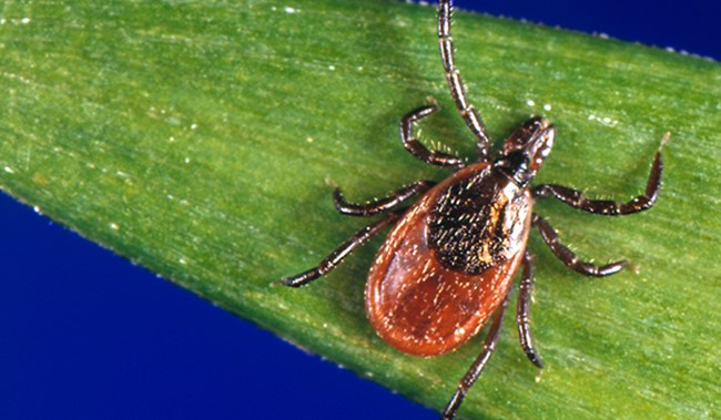 A closeup of a black and brown tick on a green blade of grass.