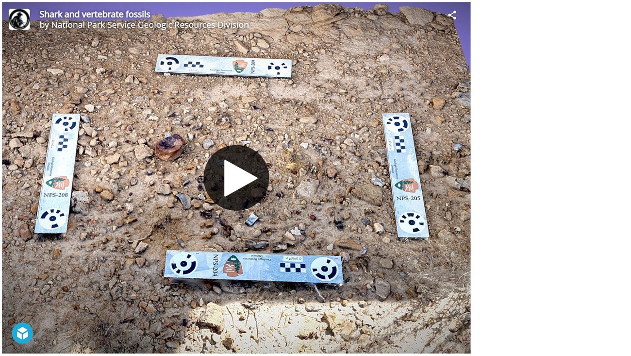 fragments of bone and tooth fossils on the ground among small rocks and pebbles