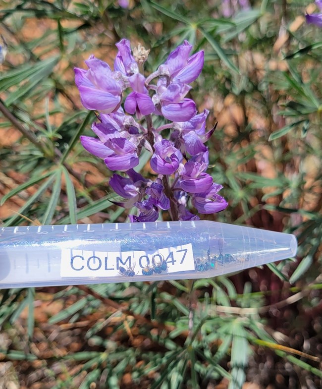 A centrifuge tube containing a few small green bees and a label reading "COLM 0047."