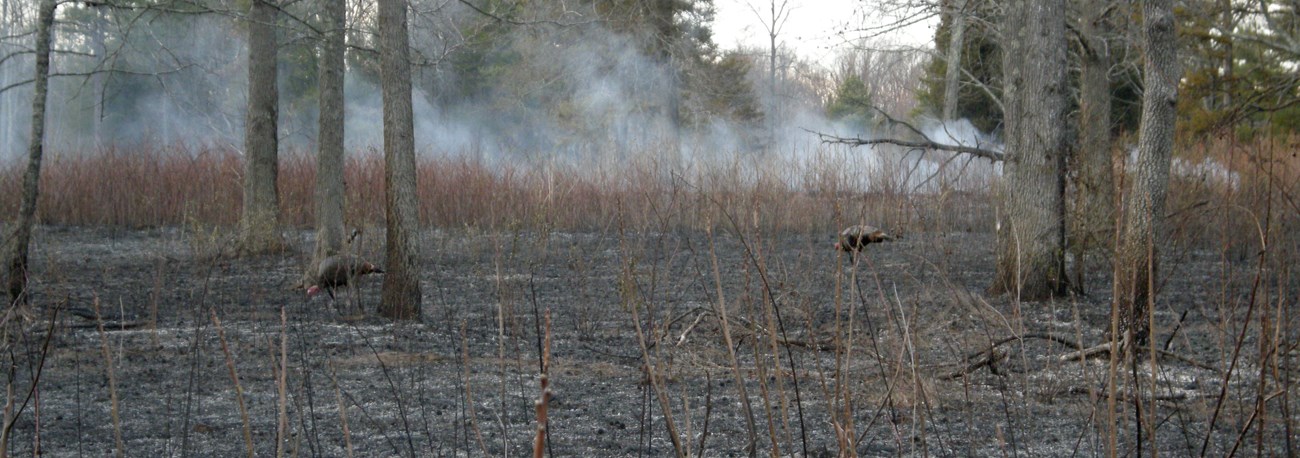 Two turkeys in a recently burned area with smoke rising from the ground.