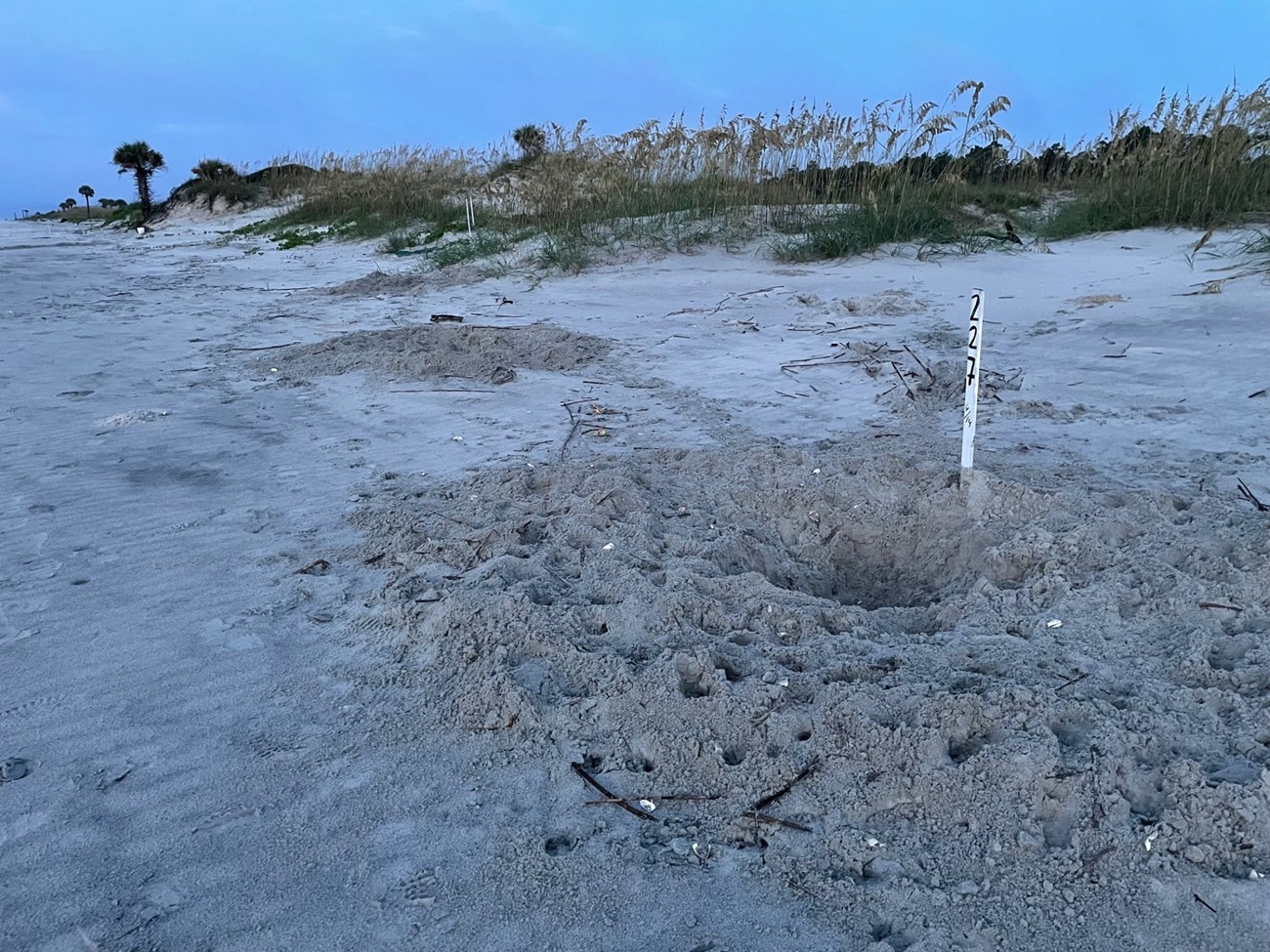 A sandy beach with a dug-up and trampled sea turtle nest