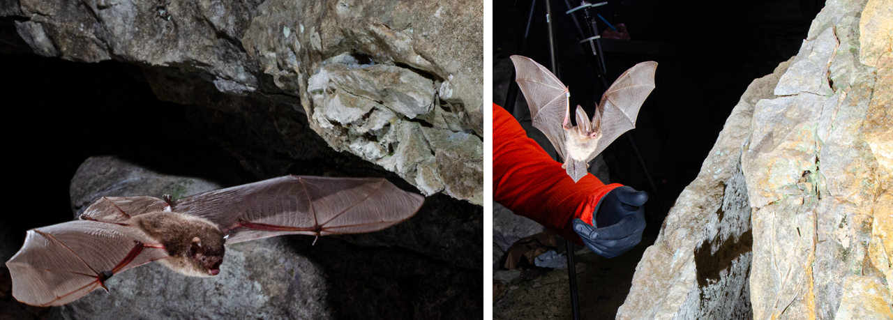 On the left, a bat in flight along a rocky cliff. On the right, a bat with big ears taking flight by a person's arm next to a rockface.