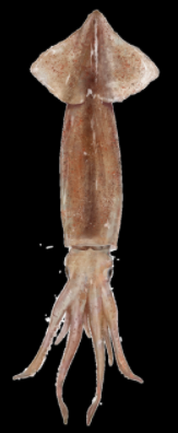 light pink squid on black background