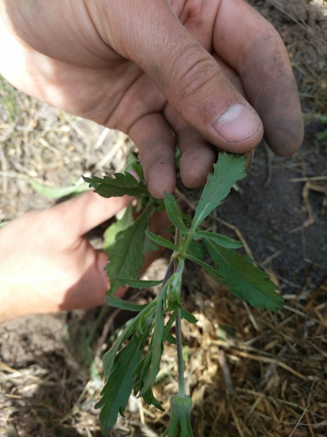 Close up of cauline leaves of Mourningbride