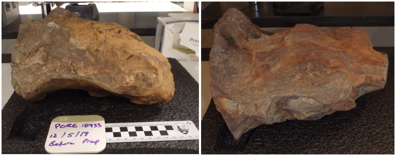 Photographs showing ventral and dorsal fossils before preparation.