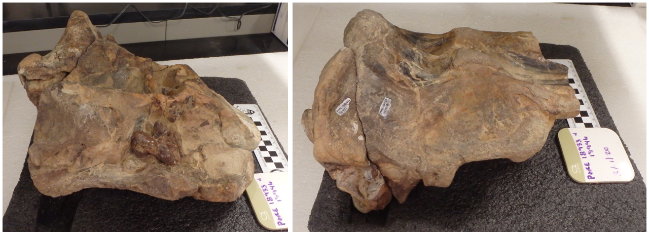 Left: Ventral left after preparation. Right: Dorsal right after preparation.