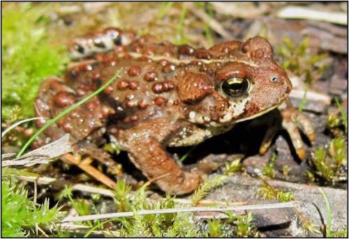 A brown toad