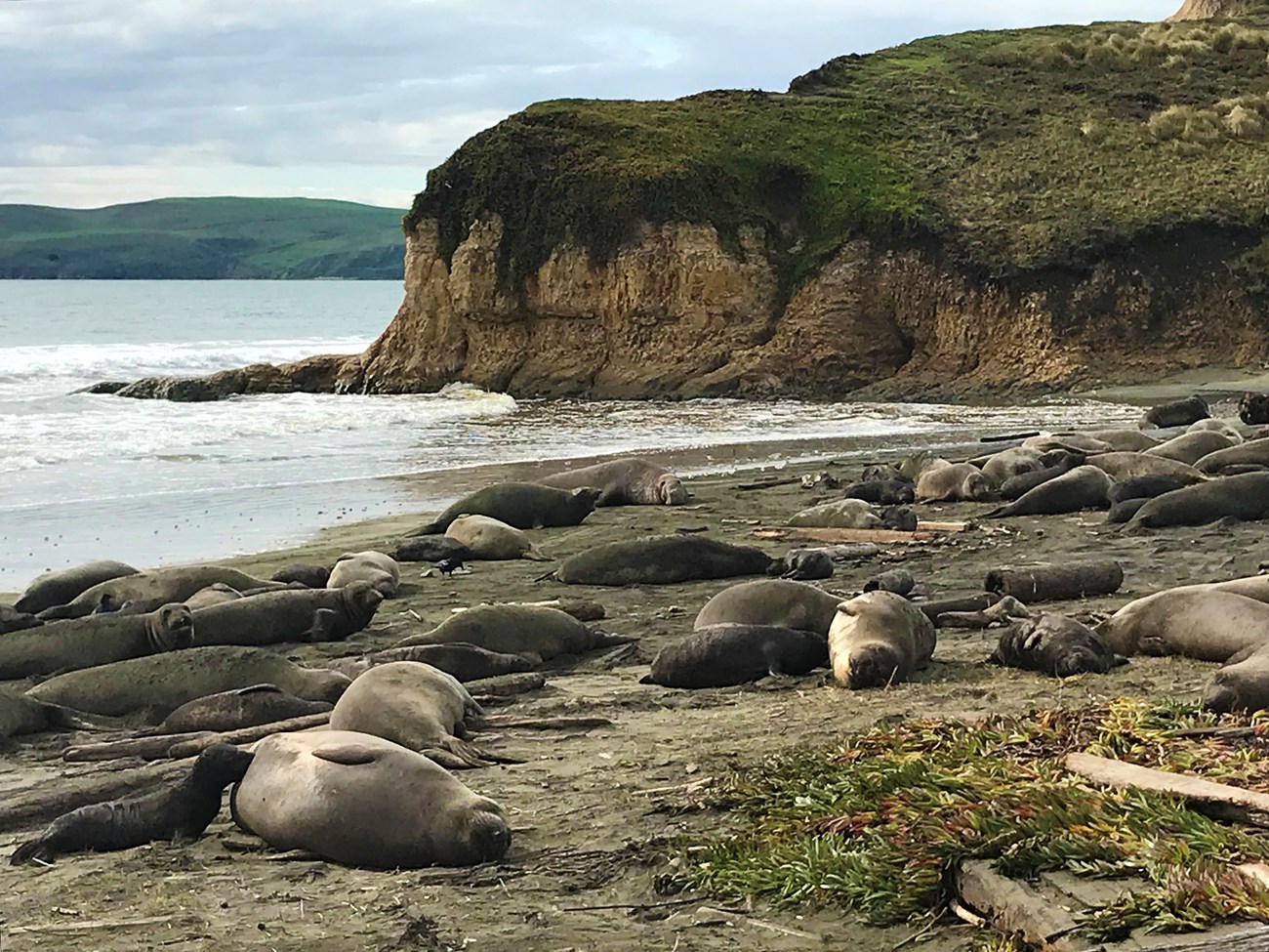 A large group of female elephant seals and their pups lie on a sandy beach with a cliff in the background