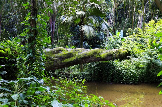 picture of the Congaree rainforest with a tree going across a stream