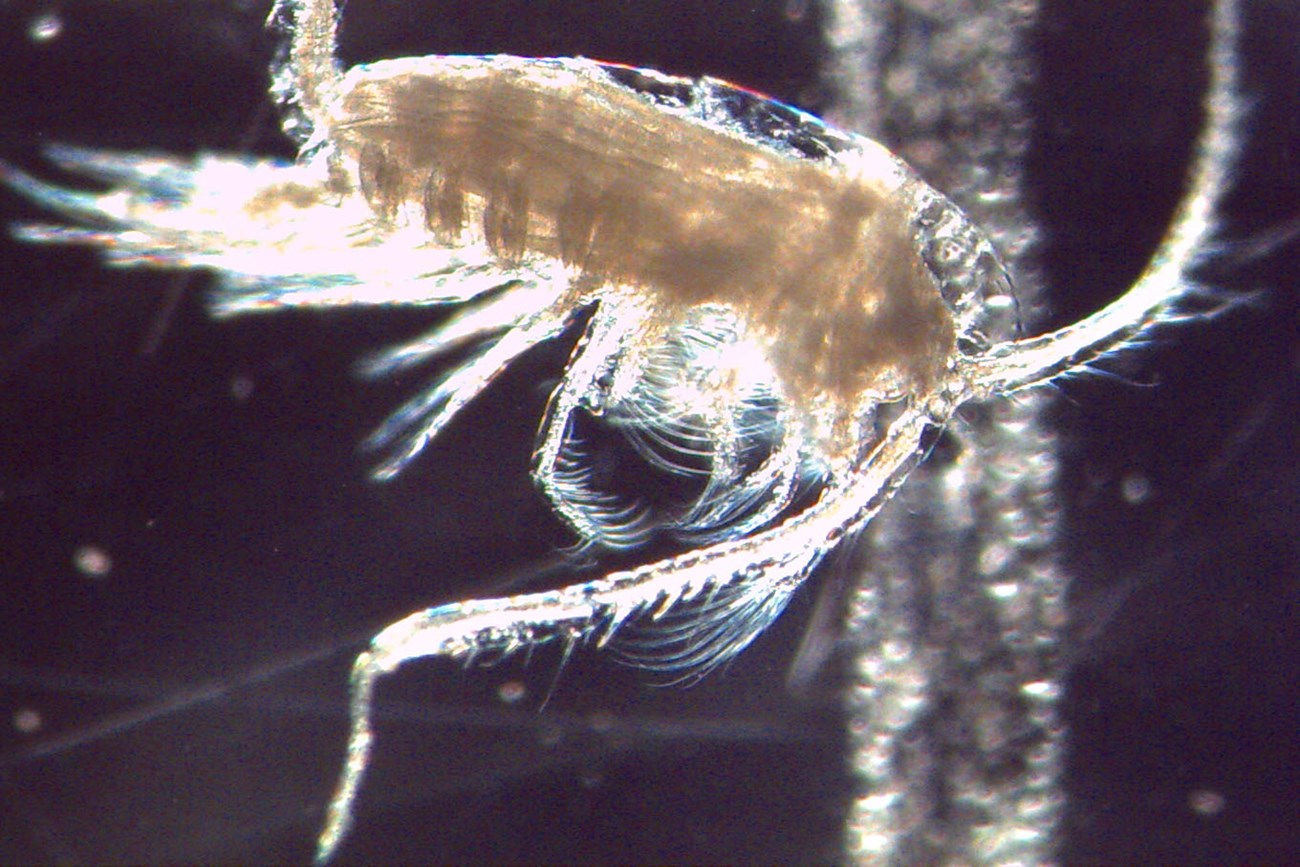 Microscope photo of a copepod zooplankton