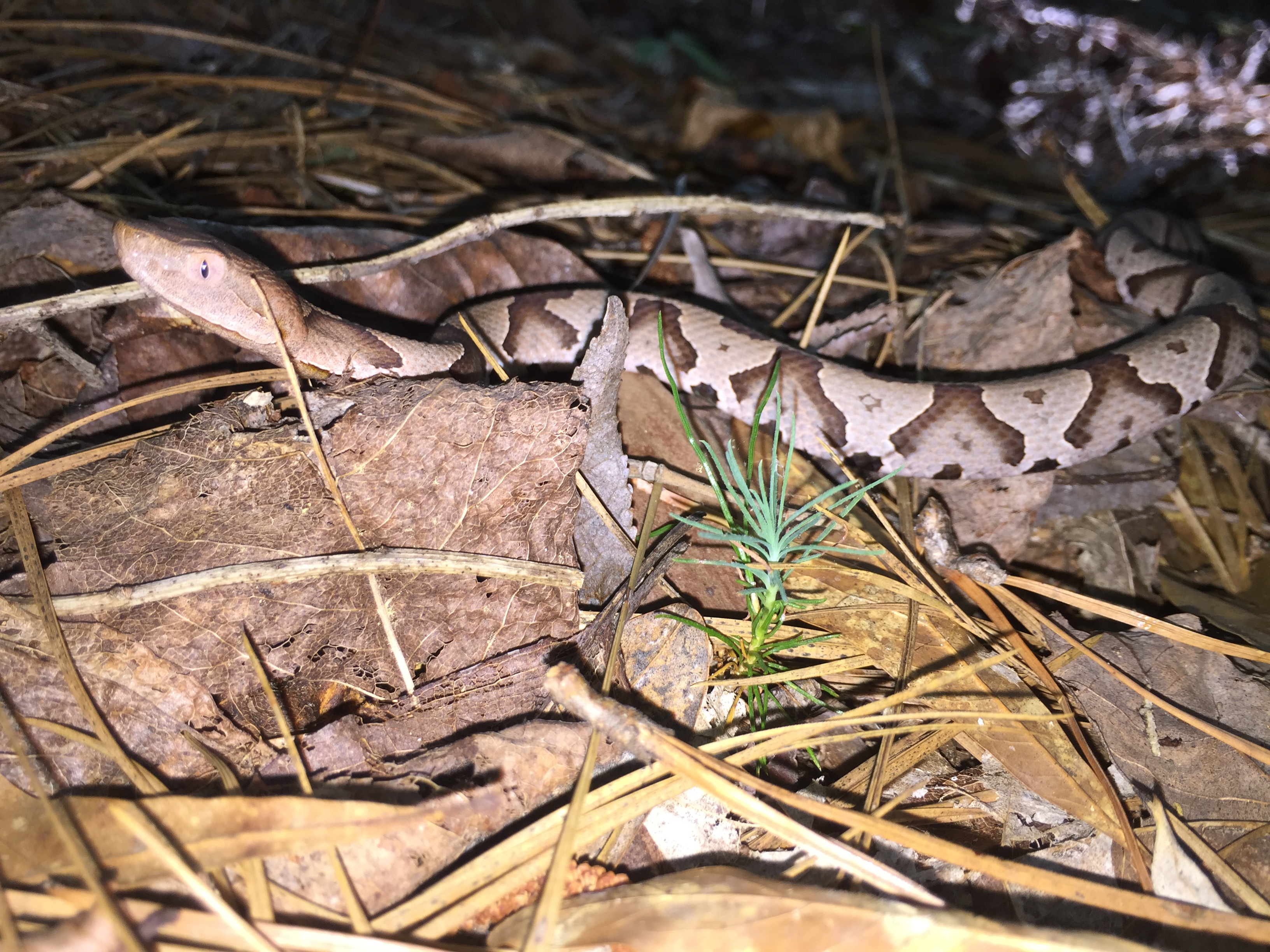 SECN Highlights July 2016 (U.S. National Park Service)