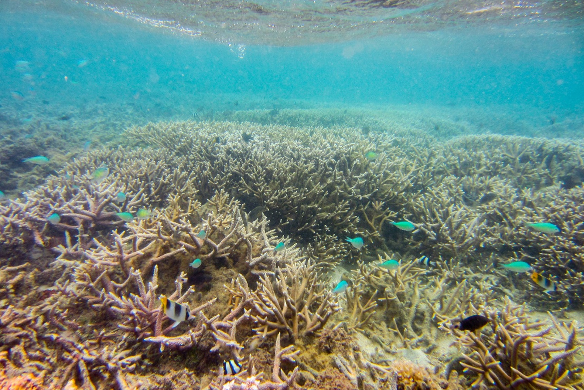 Several fish swim through colorful coral reef habitat.