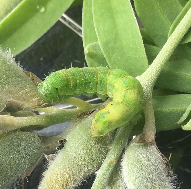A green caterpillar on a green plant.