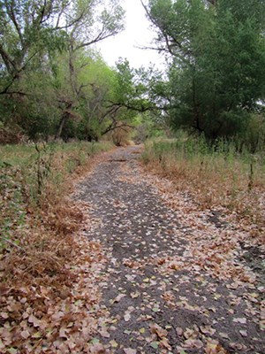 cottonwoods