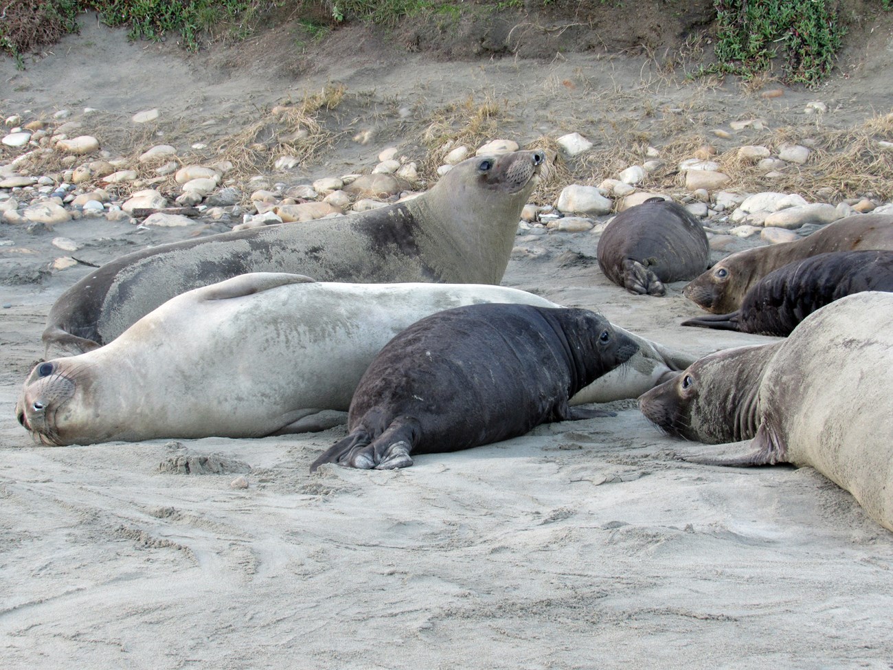 Elephant seal pup on the beach surrounded by adult female seals