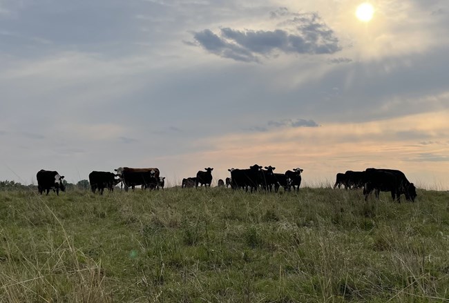 A group of black cows in a field.