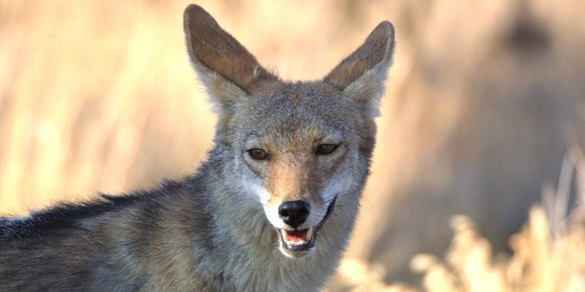 A light and dark brown coyote in a grassy field