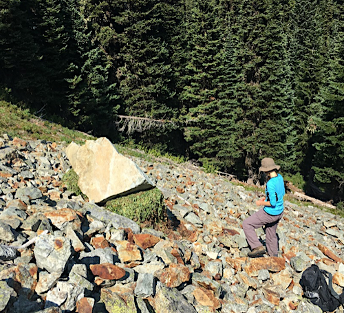 A person stands on a scree slope looking at a large pile of plant material tucked underneath a boulder on the slope.
