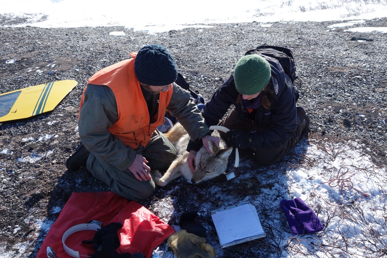 two people kneeling next to a sedated coyote