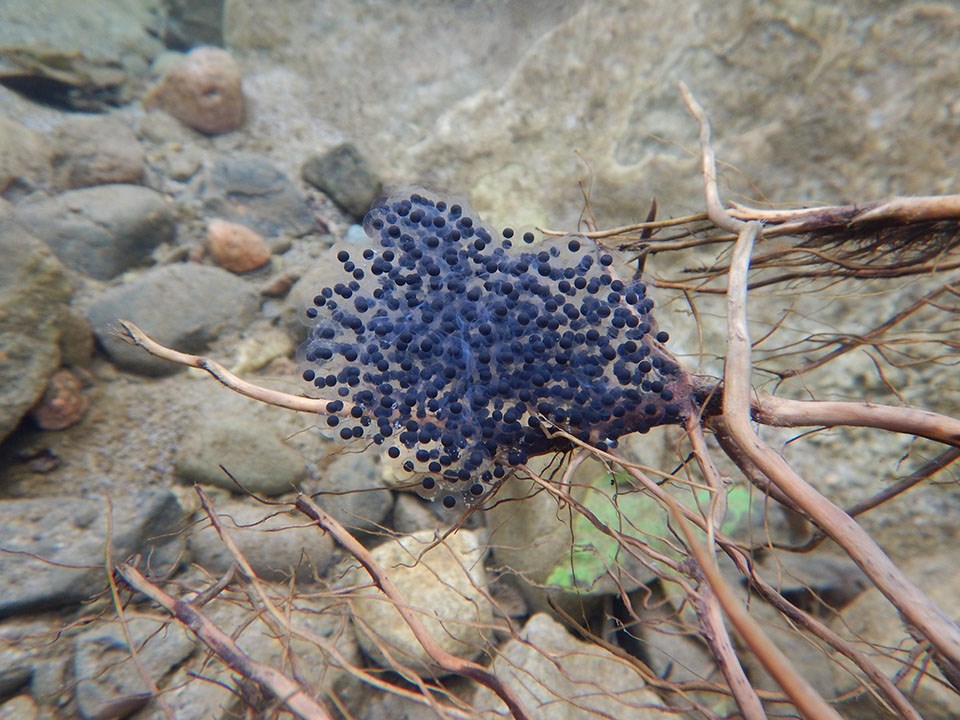 California red-legged frog egg mass in clear stream water, attached to plant roots