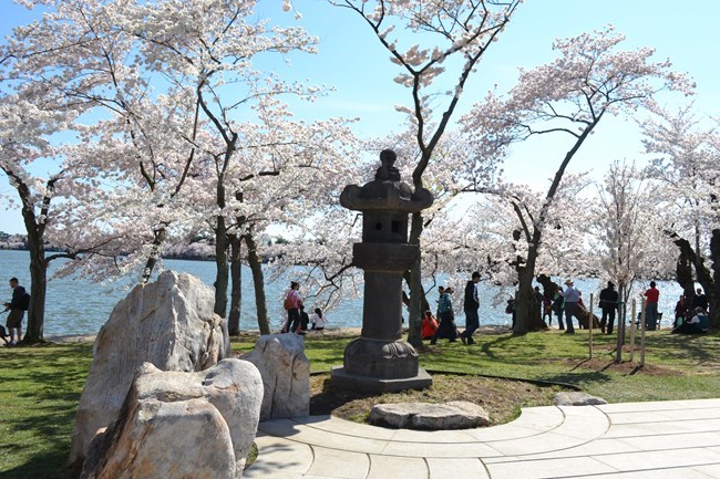 Japanese stone lantern among blossoming cherry trees