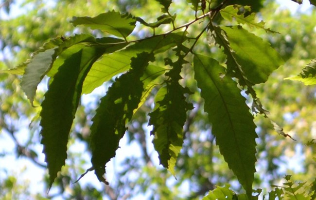 Green American chestnut leaves with sawtooth edges.