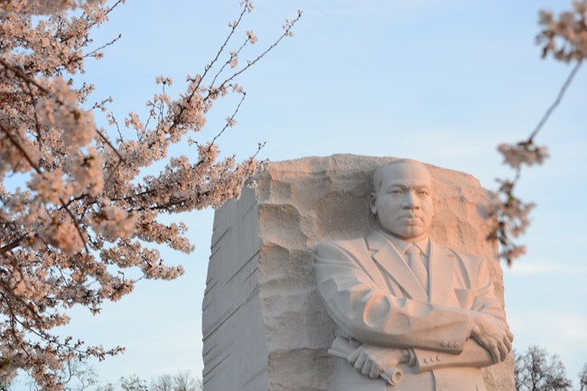 Dr. Martin Luther King Jr. sculpture glowing in morning sun with in bloom cherry trees in the foreground.