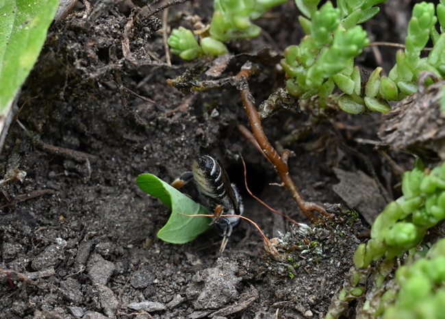 A bee holding a piece of a green leaf entering a small hole in the ground.