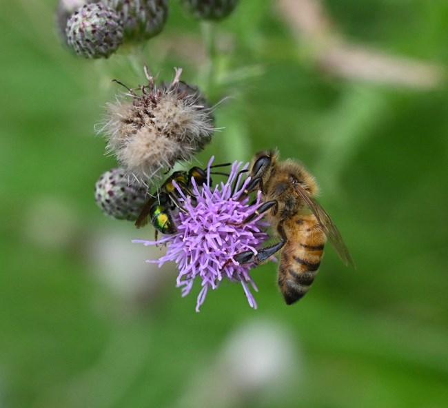 A metallic green bee and a golden bee feeding on a purple flower.