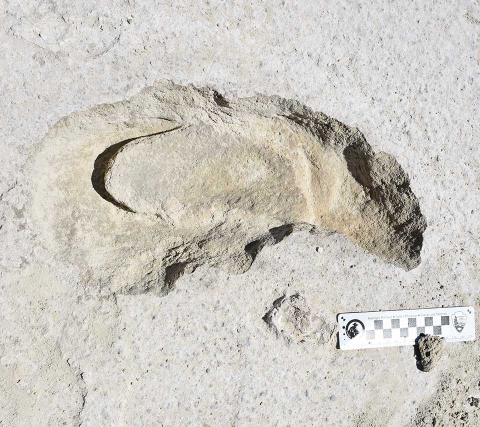 sloth track with scale