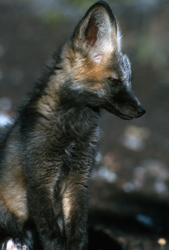 A close up of a fox with dark brown fur