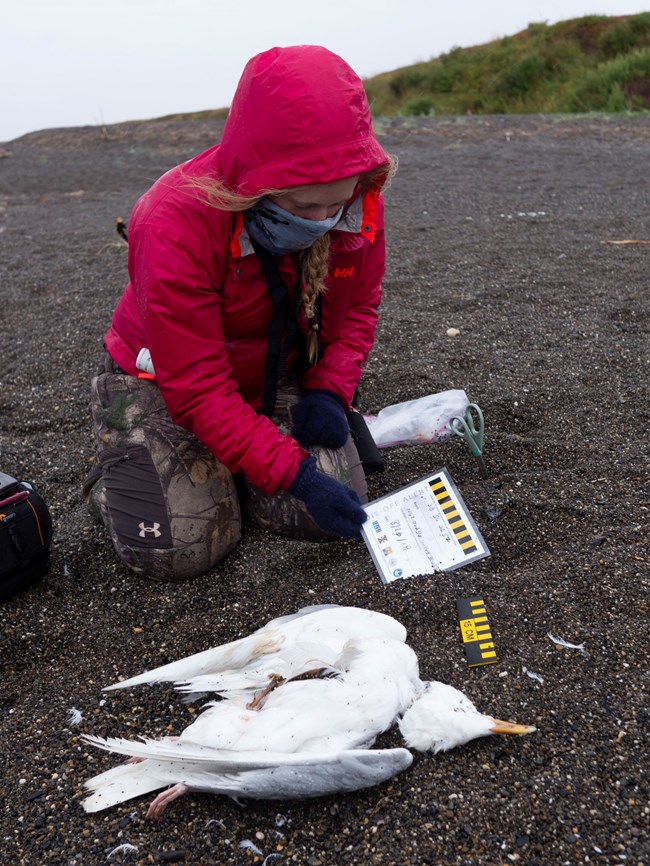 A researcher examines the carcass of a dead bird on the beach.