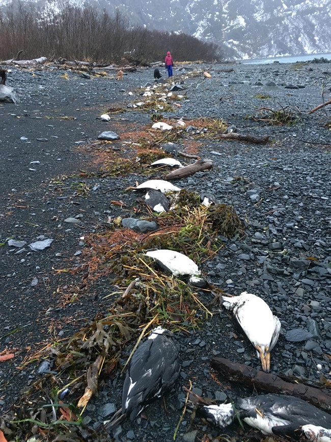 A woman walks along the shore lined with multiple bird carcasses.