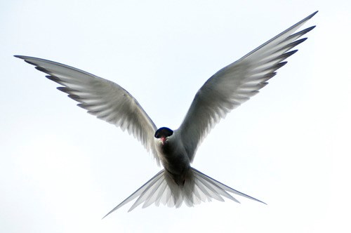 Arctic Tern spreads wings in flight.