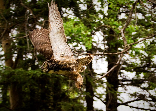 An owl flies through the trees.