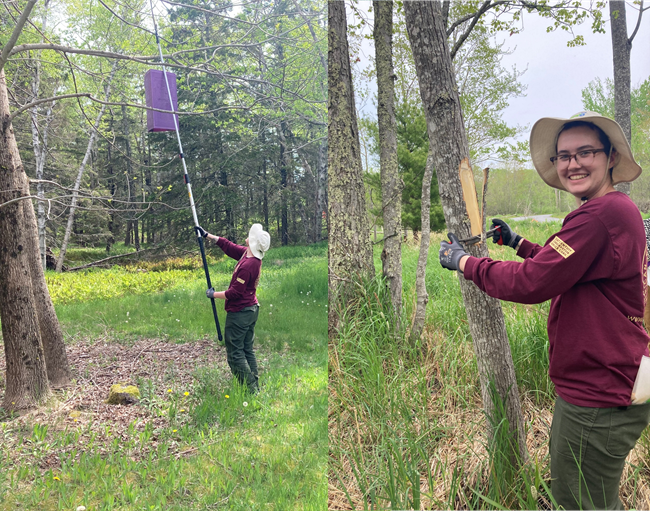 NPS staff hang purple prism trap and girdle trees to monitor for EAB