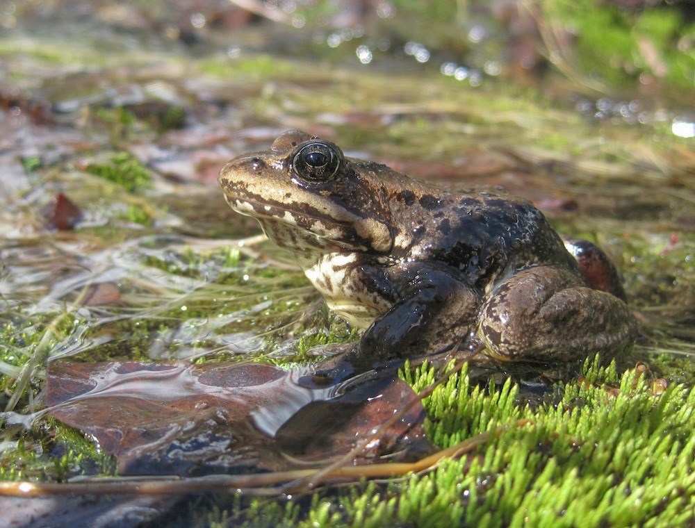 Close-up of a brown and tan Cascades frog on green foliage in a shallow waterbody.