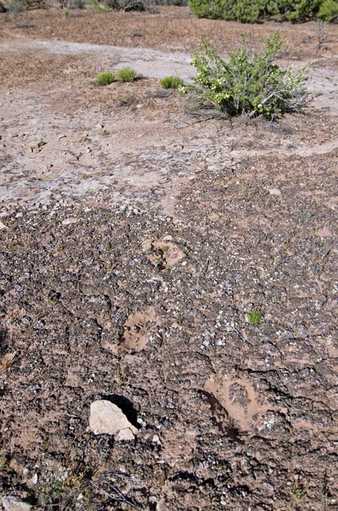 Photo of desert soil crust