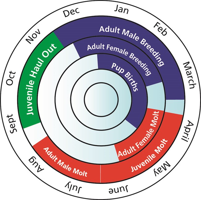 A graphic showing the annual  breeding and molting cycle of elephant seals. Dec-April: Breeding and pupping season. April & May: Adult female and juvenile molt. July & August: Adult male molt. September-November: juvenile haul out.
