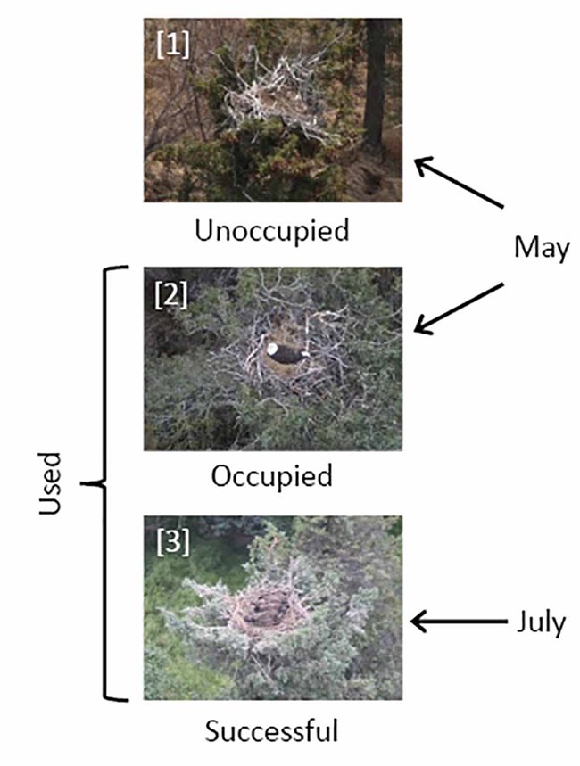 Figure showing eagle nest occupancy.