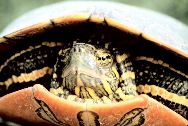 close up of a turtle with red stripes across its head