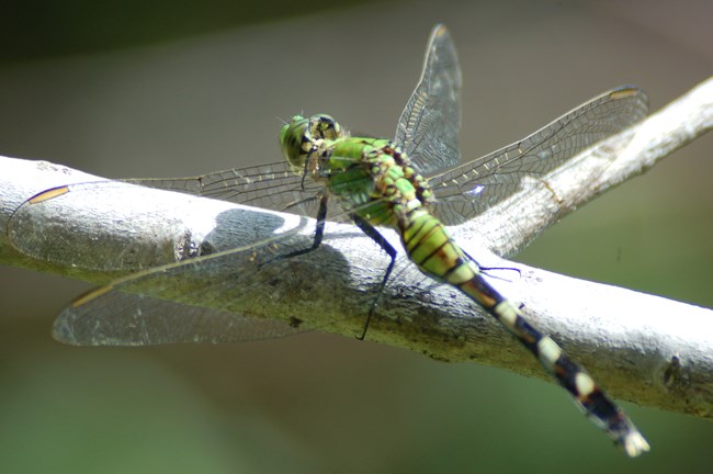 A green dragonfly waits on a twig.