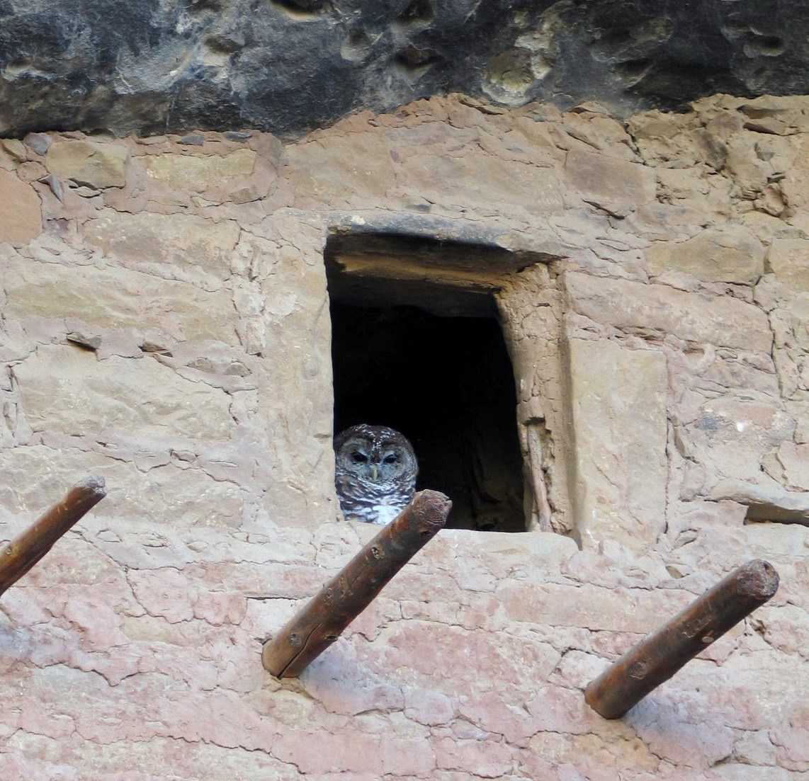 The head and shoulders of an owl are visible in the opening of a historic structure.