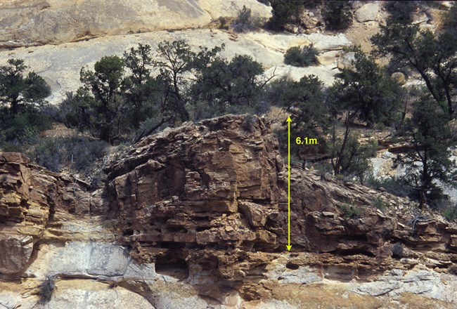 Large dark brown fossil sticking out from a lighter colored rock, with some juniper trees in the background. A scale is included for reference.