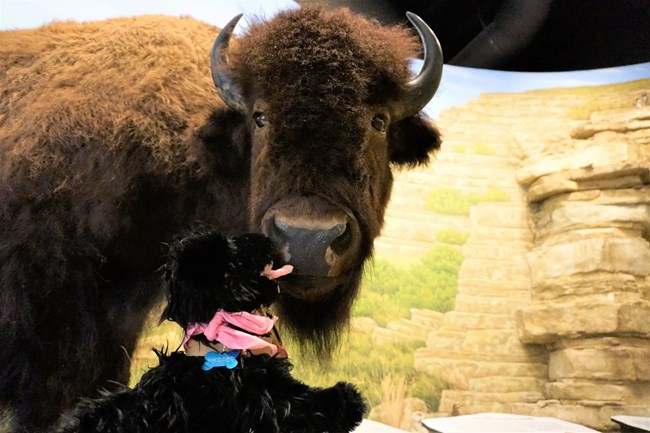 stuffed pup with buffalo