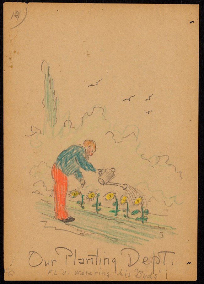 Drawing of Frederick Law Olmsted watering a line of flowers