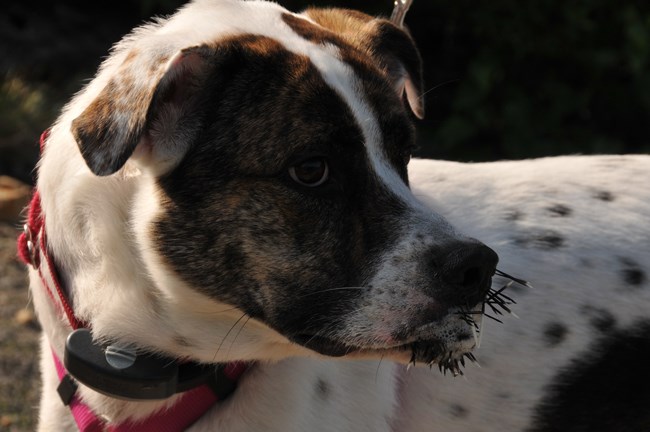 Dog with porcupine quills stuck in its face